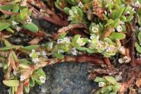 Polygonum aviculare