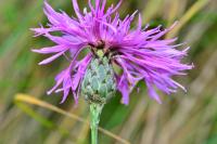 Centaurea scabiosa
