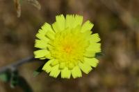 Andryala integrifolia