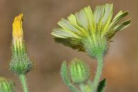 Andryala integrifolia