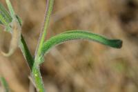 Andryala integrifolia