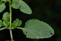 Scrophularia nodosa