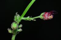 Scrophularia nodosa