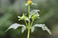 Bidens tripartita
