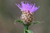 Centaurea jacea