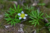 Ranunculus trichophyllus