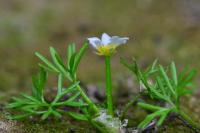 Ranunculus trichophyllus