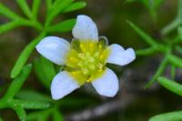 Ranunculus trichophyllus