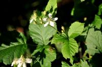 Rubus caesius