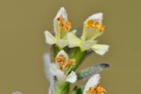 Odontites jaubertianus