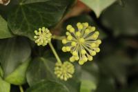 Hedera helix