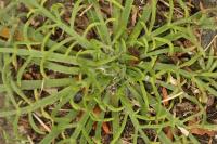 Plantago coronopus