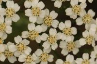 Achillea millefolium