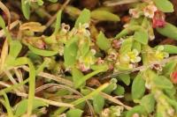 Polygonum aviculare