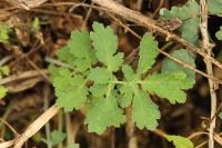 Chelidonium majus
