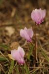 Cyclamen hederifolium