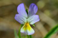 Viola tricolor