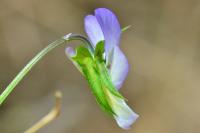 Viola tricolor