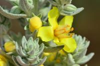 Verbascum lychnitis