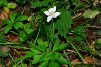 Anemone nemorosa