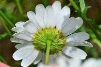 Leucanthemum vulgare