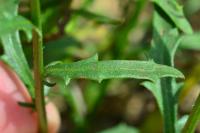 Leucanthemum vulgare