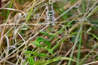Mentha spicata