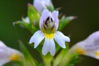 Euphrasia stricta