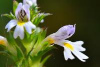 Euphrasia stricta