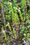 Euphrasia stricta