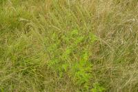 Ambrosia artemisiifolia