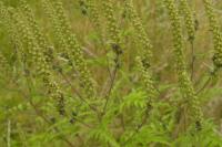 Ambrosia artemisiifolia