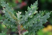 Quercus pubescens