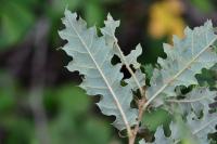 Quercus pubescens