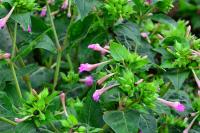 Mirabilis jalapa