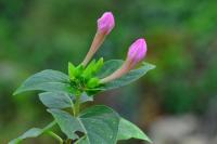 Mirabilis jalapa
