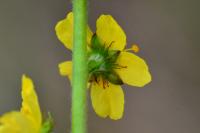 Agrimonia eupatoria