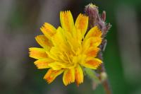 Picris hieracioides