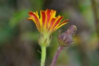 Picris hieracioides