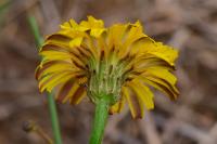 Hypochaeris radicata