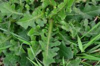 Hypochaeris radicata