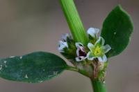 Polygonum aviculare