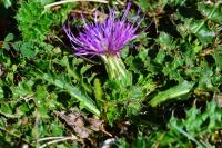 Cirsium acaulon