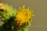 Inula conyzae