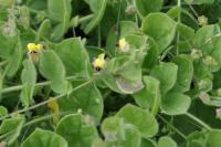 Kickxia spuria