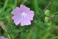 Malva moschata