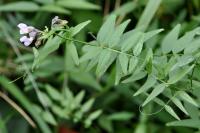 Vicia sepium
