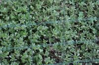 Portulaca oleracea