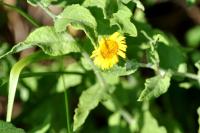 Pulicaria dysenterica