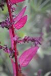 Lipandra polysperma